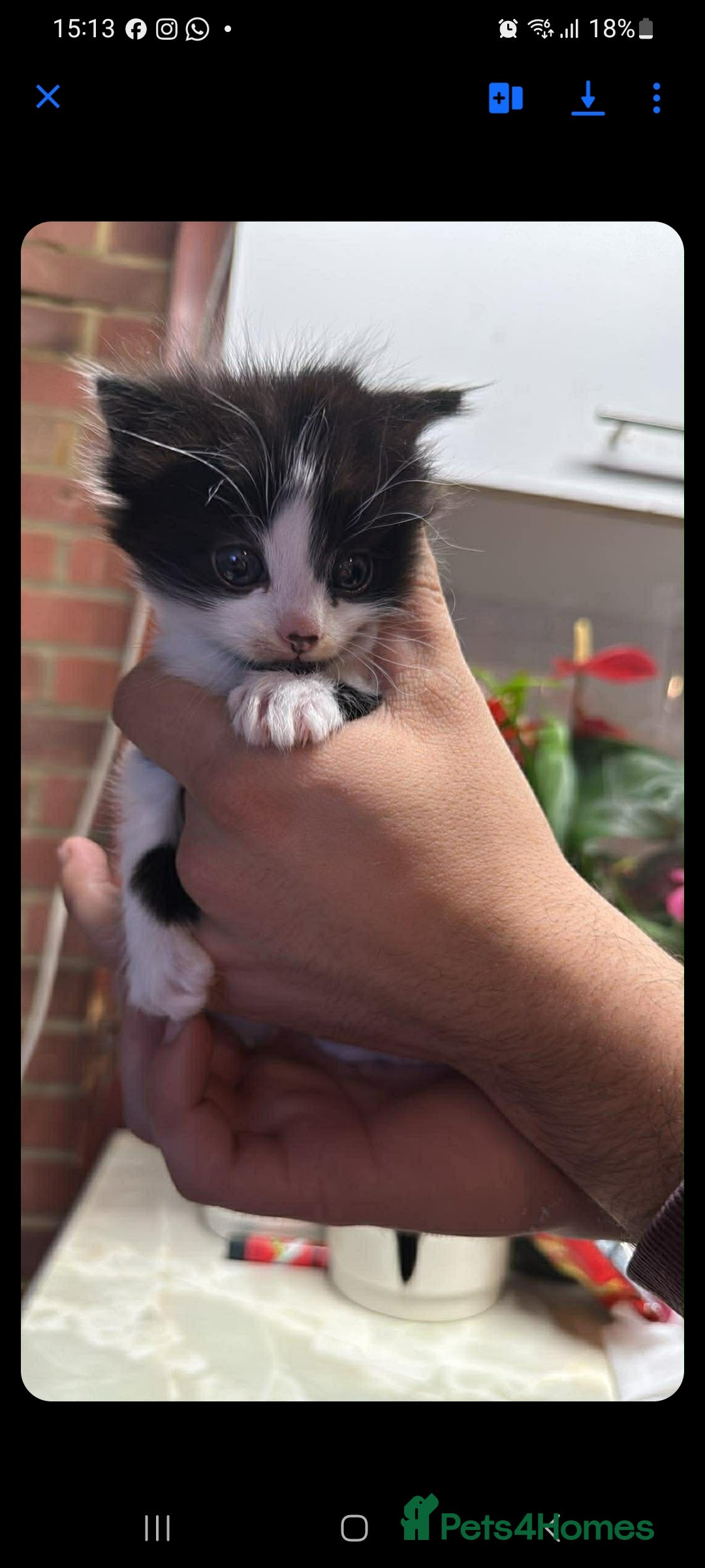 Siberian cats Kittens - Advert 11