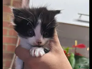 Siberian cats Kittens - Advert 11