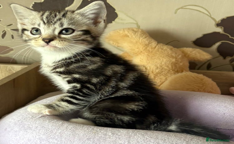 British Shorthair cats - Advert 4