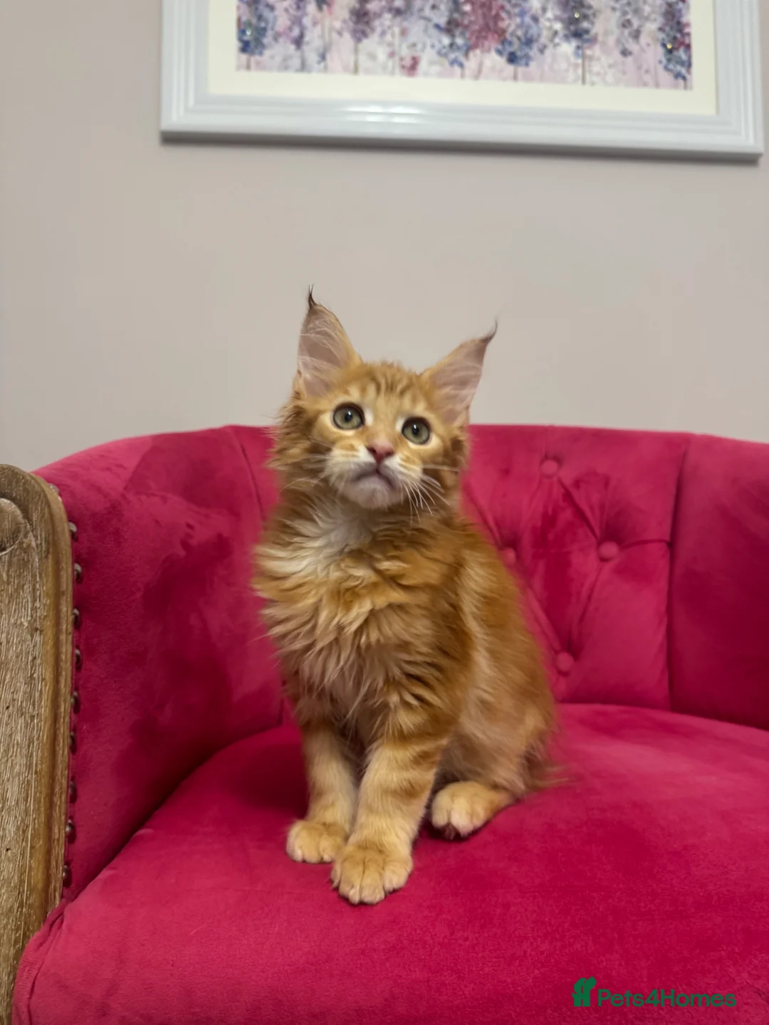 Maine Coon cats for sale: Maine Coon Kittens 🏆 20+ gen 🧬 Full Pedigree - Advert 9
