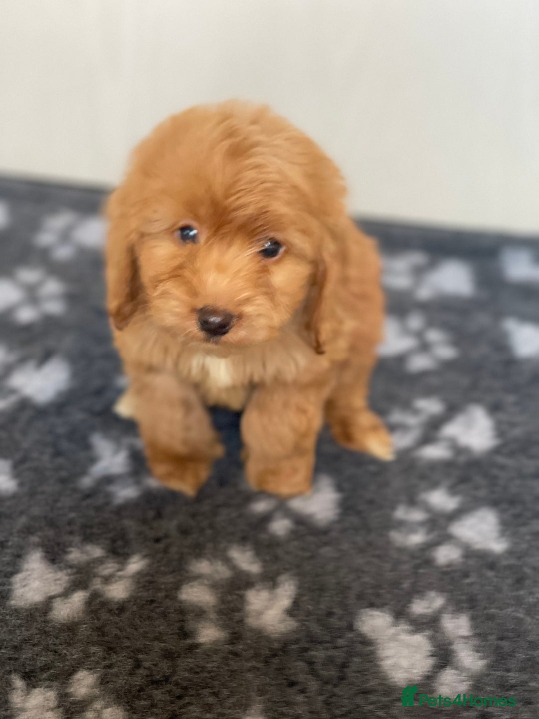 Cockapoo dogs for sale: Adorable cockapoo pups - Advert 5