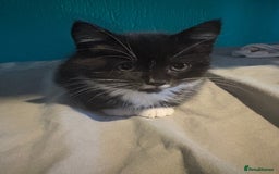 British Shorthair cats for sale: 8 week old kittens - Image 3