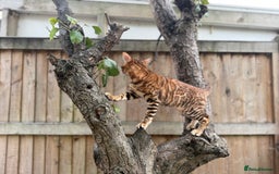 Bengal cats for sale: Female bengal kitten  - Image 3