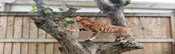 Bengal cats for sale: Female bengal kitten  - Advert 3