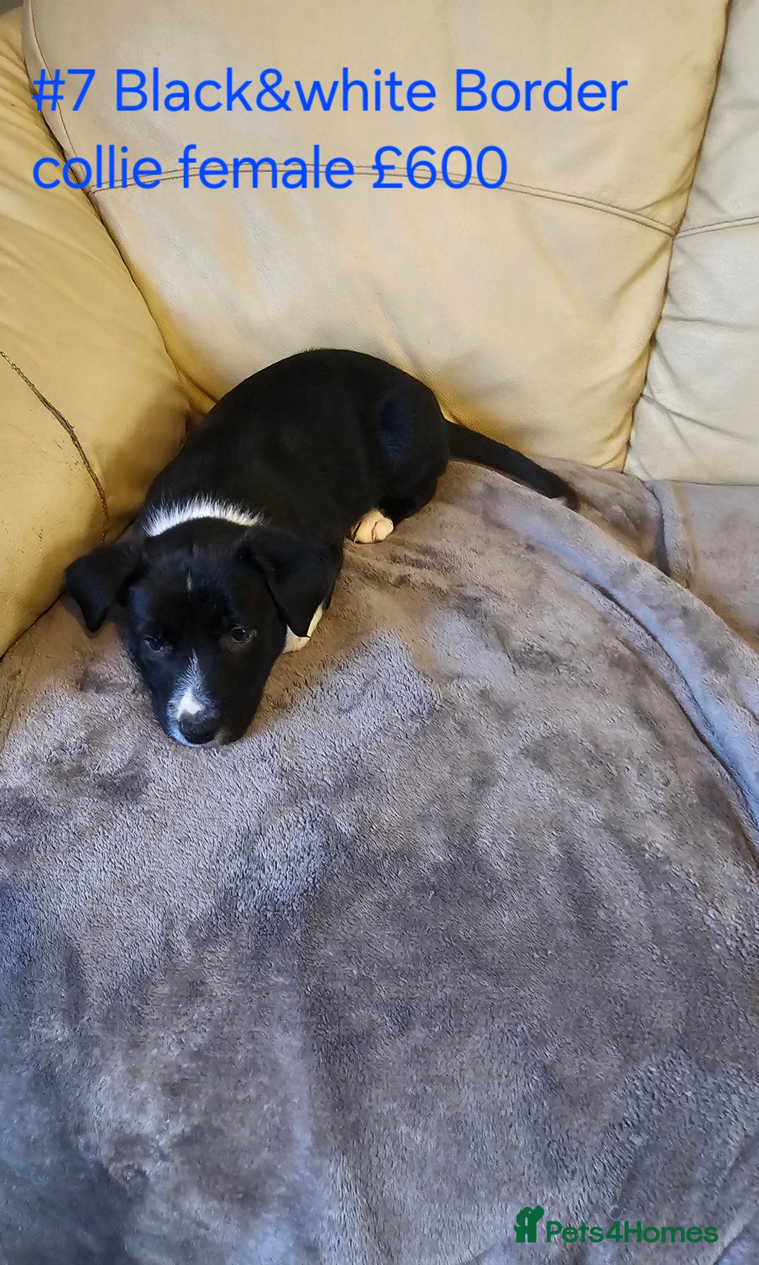 Border Collie dogs for sale: Blue merle&black&white puppies for sale  - Advert 25