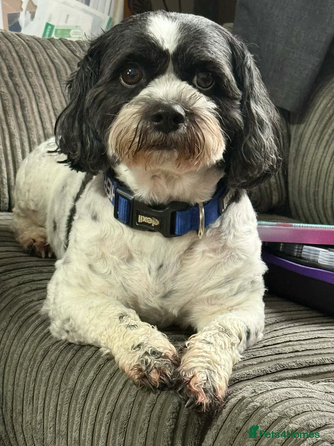 Zuchon dogs for sale: patch - Advert 1