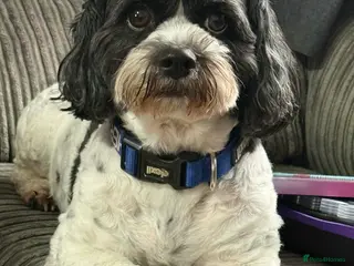 Zuchon dogs patch - Advert 6