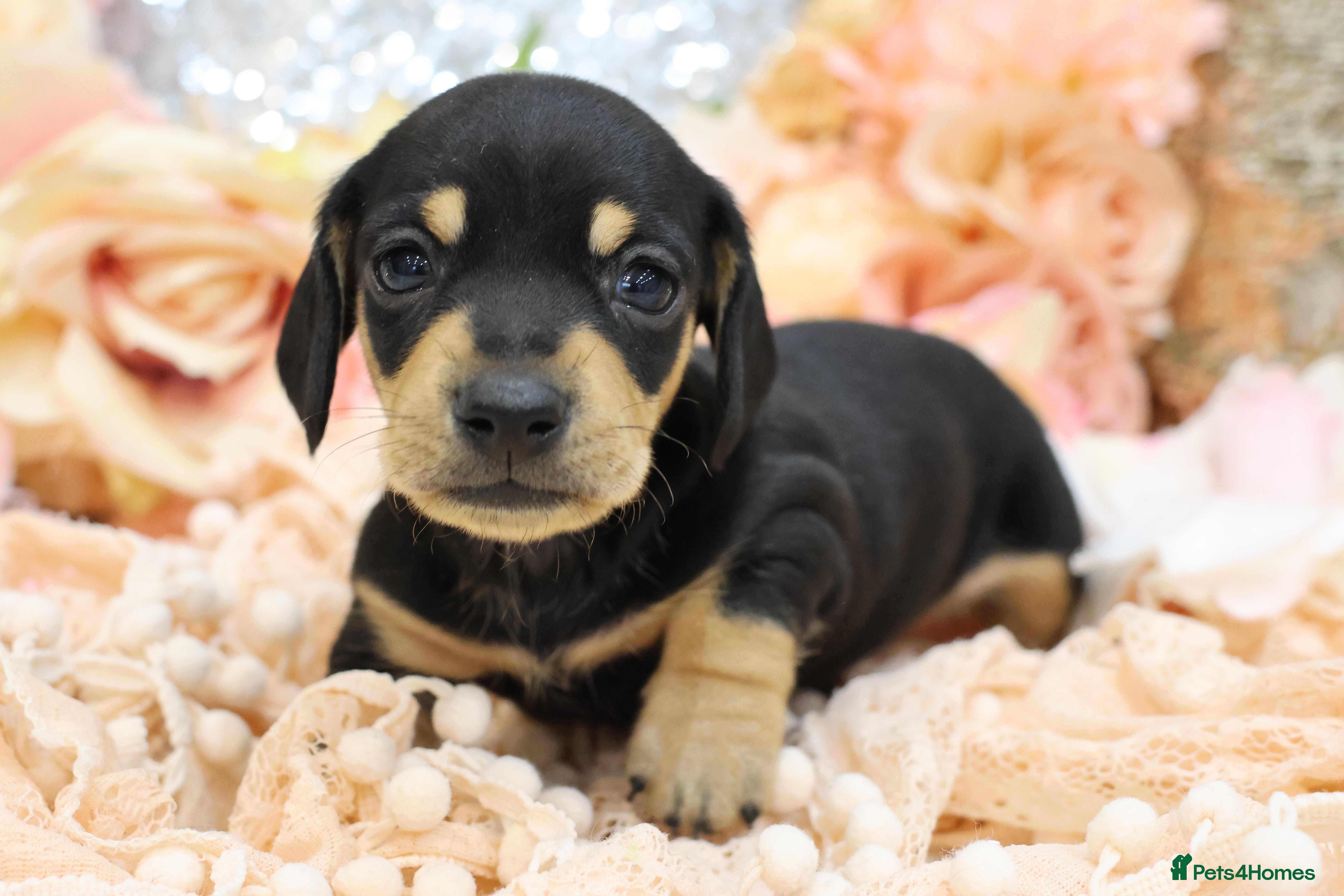 Miniature Dachshund dogs KC Miniature Dachshund Puppies - Advert 2