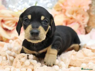 Miniature Dachshund dogs KC Miniature Dachshund Puppies - Advert 2