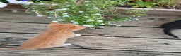 Mixed Breed cats for sale: Beautiful kittens  - Advert 19
