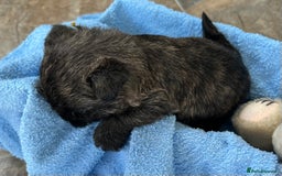 Cairn Terrier dogs for sale: CAIRN TERRIER PUPPIES - Advert 20