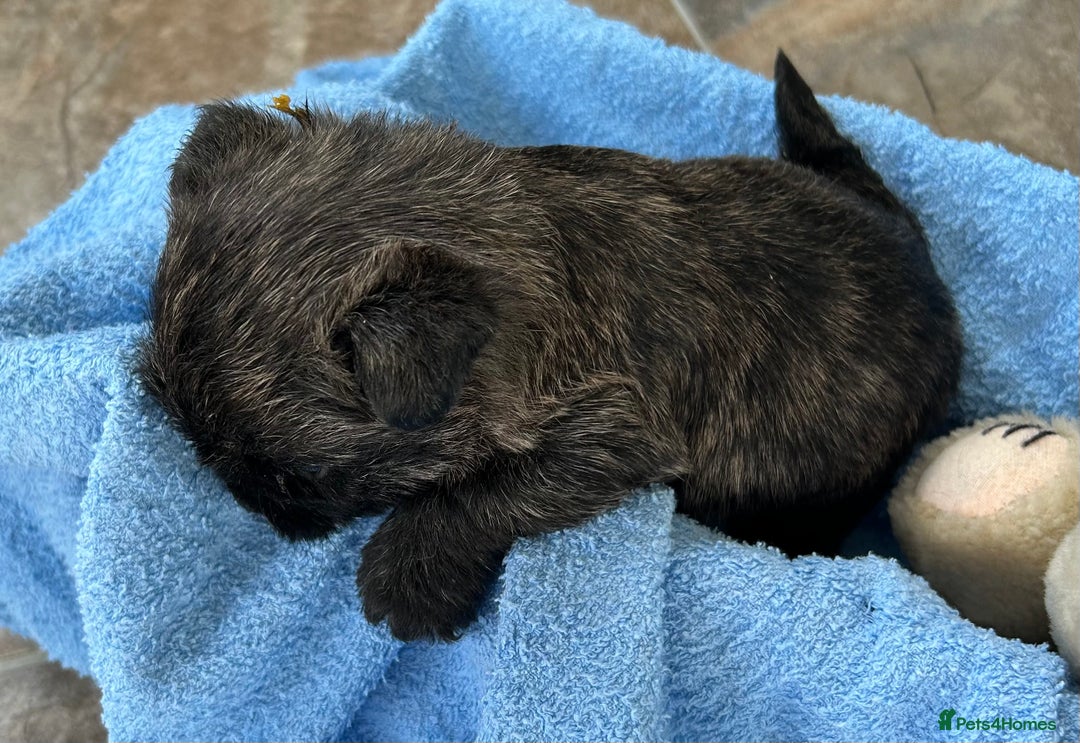 Cairn Terrier dogs for sale: CAIRN TERRIER PUPPIES - Advert 20