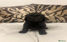 Cockapoo dogs for sale: F1 cockapoo puppies  - Image 11