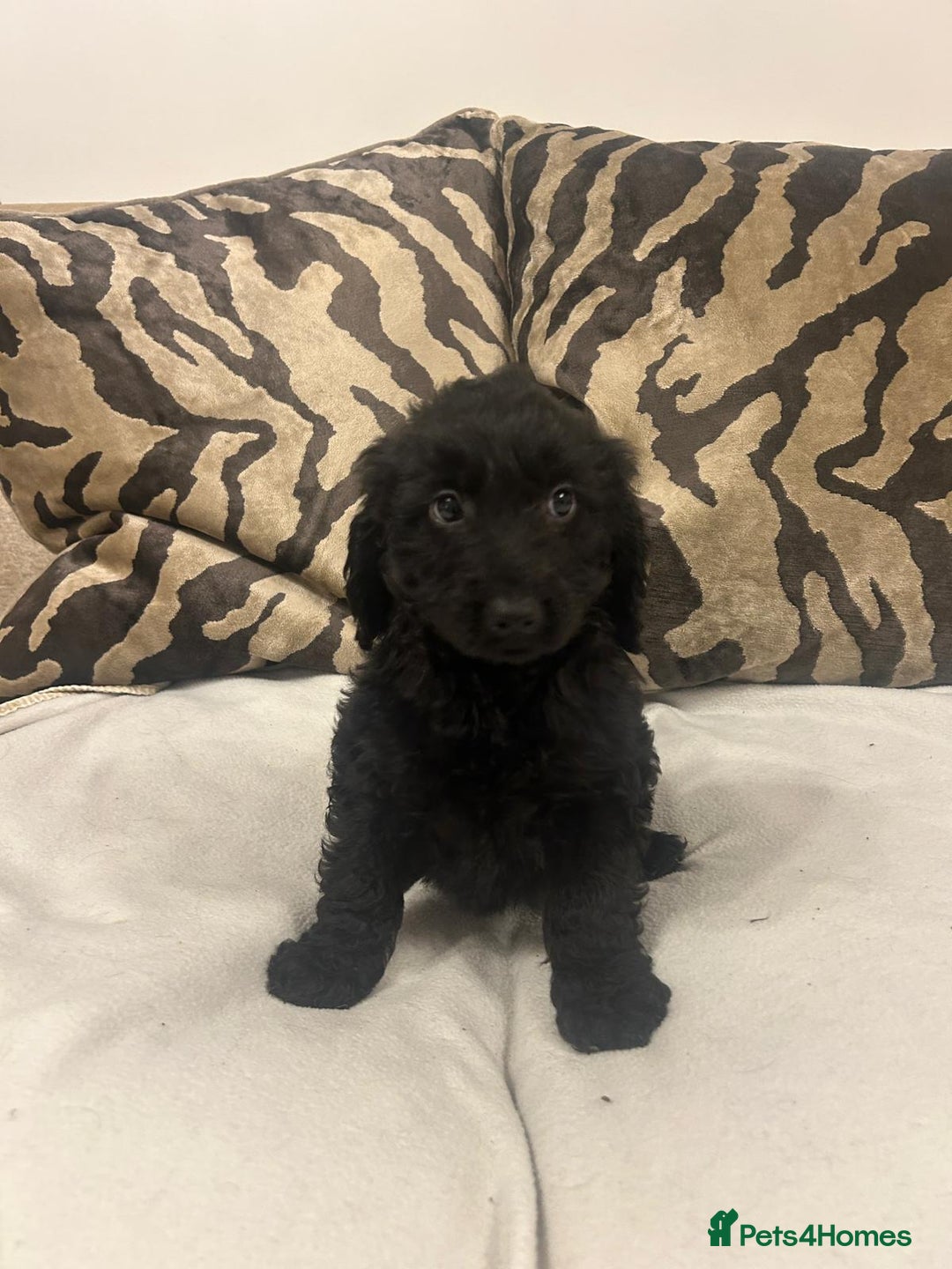 Cockapoo dogs for sale: F1 cockapoo puppies  - Image 11