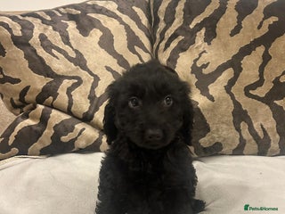 Cockapoo dogs - Advert 1