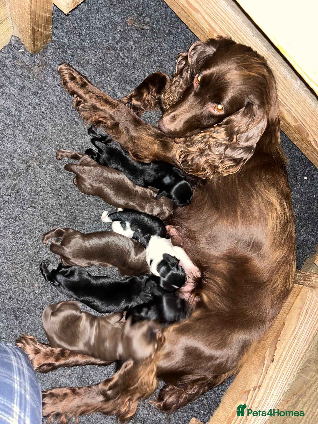 Sprocker dogs for sale: Working Sprocker Spaniel Pups - Advert 8