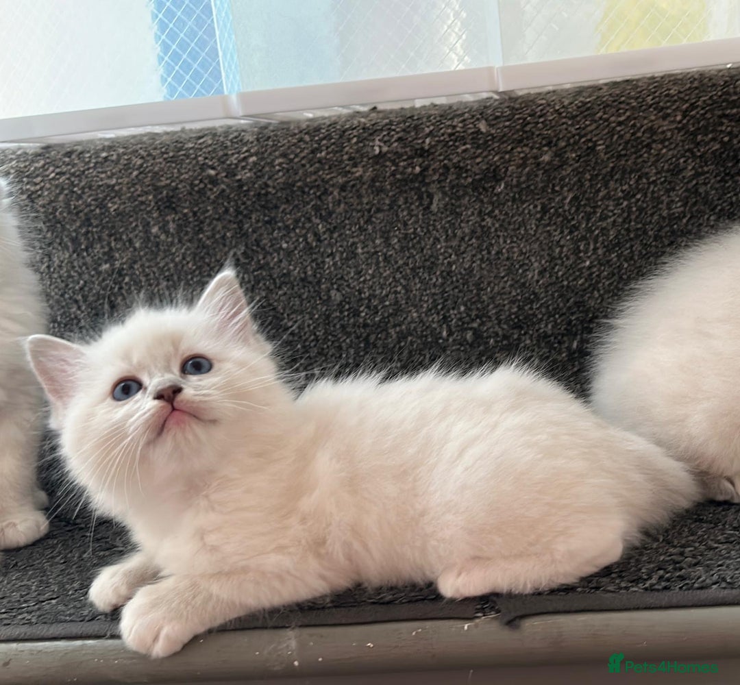 Ragdoll cats for sale: READY NOW! Adorable pure breed Ragdoll girl. - Advert 5