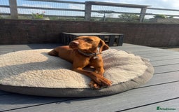 Hungarian Vizsla dogs for sale: Bela is Expecting! Hungarian Vizsla Puppies - Image 11