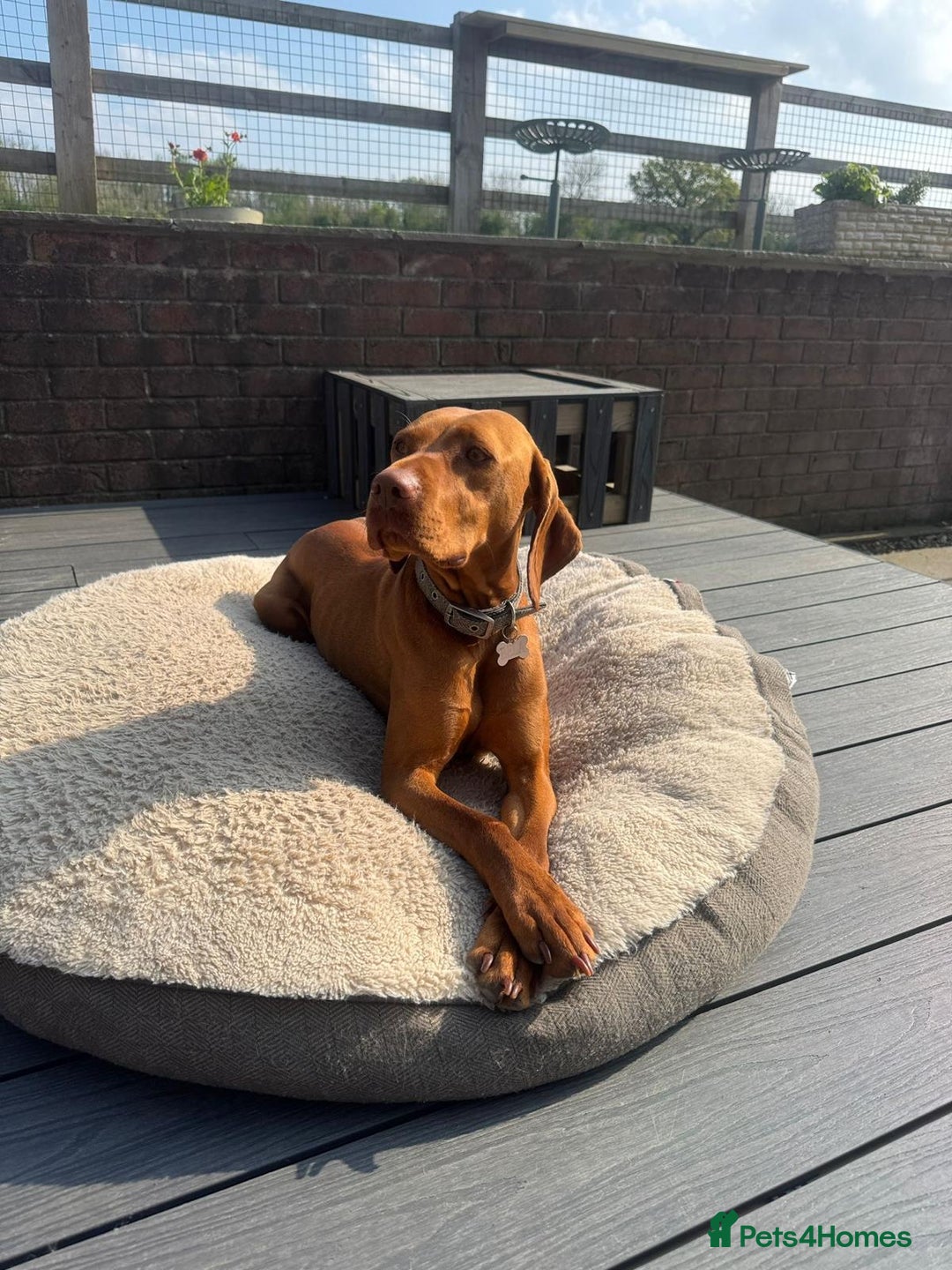 Hungarian Vizsla dogs for sale: Bela is Expecting! Hungarian Vizsla Puppies - Image 11