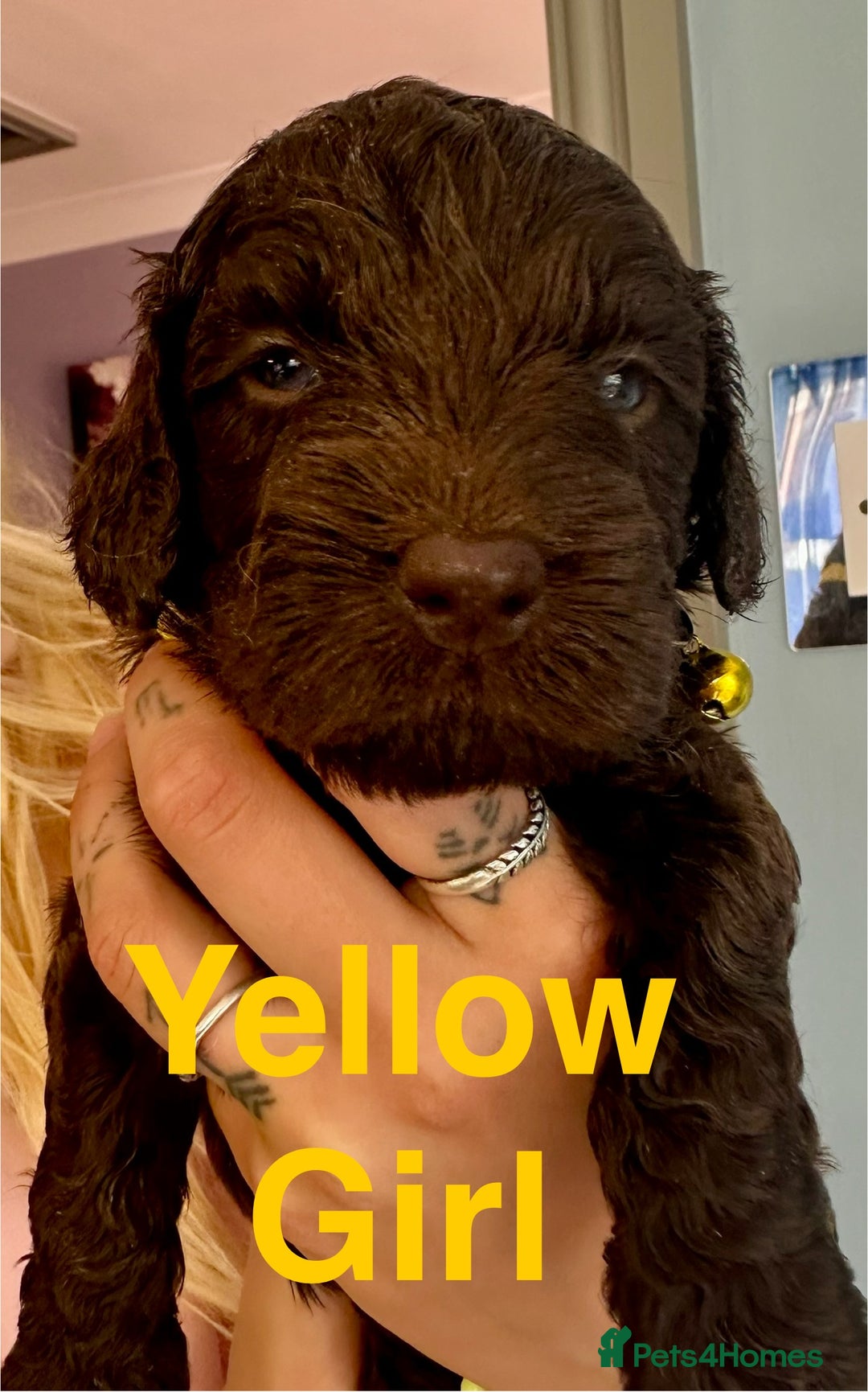 Cockapoo dogs for sale: Beautiful Teddy Bear F1 Cockapoo Merle puppies - Image 12