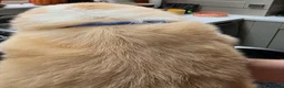 Border Collie dogs for sale: Beautiful EE-Red/Golden Long Haired Border Collies - Advert 14