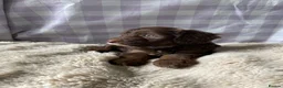 Cockapoo dogs for sale: 8 beautiful cockapoo puppies  - Advert 30