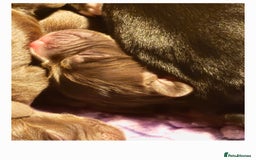 Cocker Spaniel dogs for sale: Cocker spaniel puppies  - Image 2