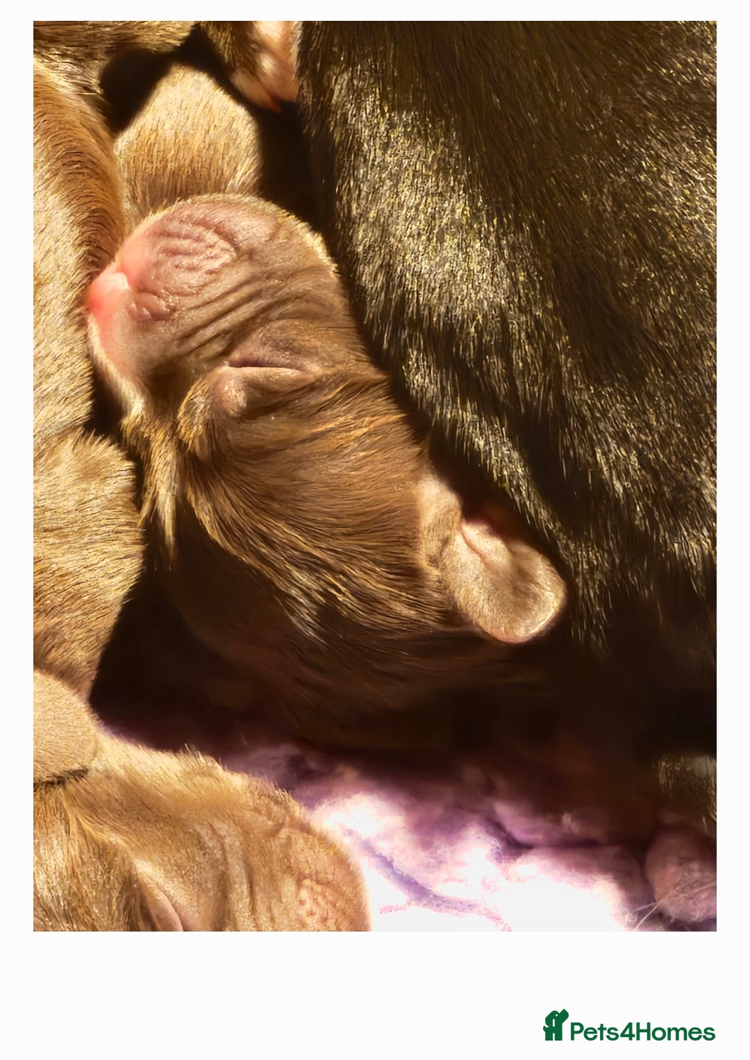 Cocker Spaniel dogs for sale: Cocker spaniel puppies  - Image 2