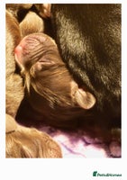 Cocker Spaniel dogs - Advert 11