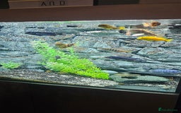Cichlids fish for sale: Chiclids - Image 2