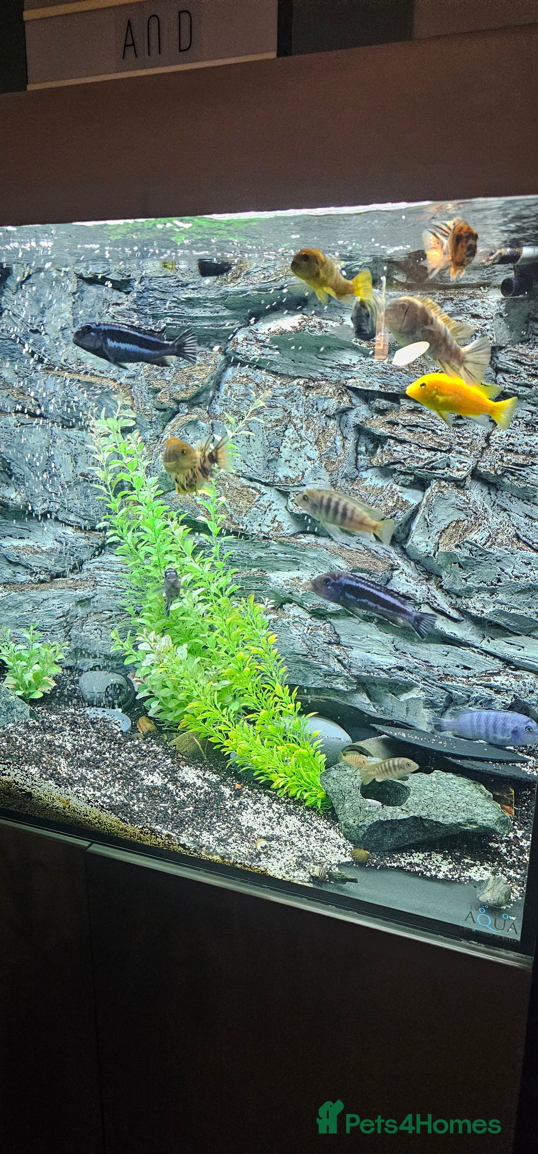 Cichlids fish for sale: Chiclids - Image 2