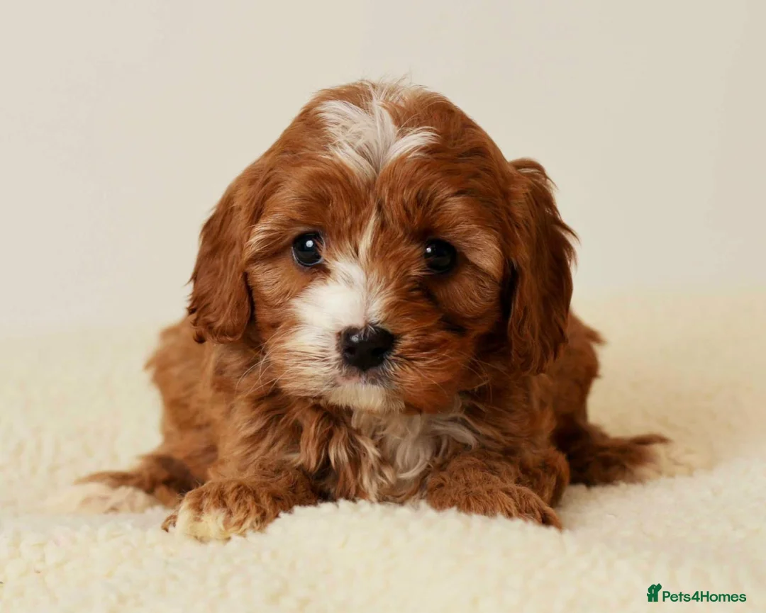 Cavapoo dogs for sale: FOX RED CAVAPOOS READY SOON ♥️ - Advert 3