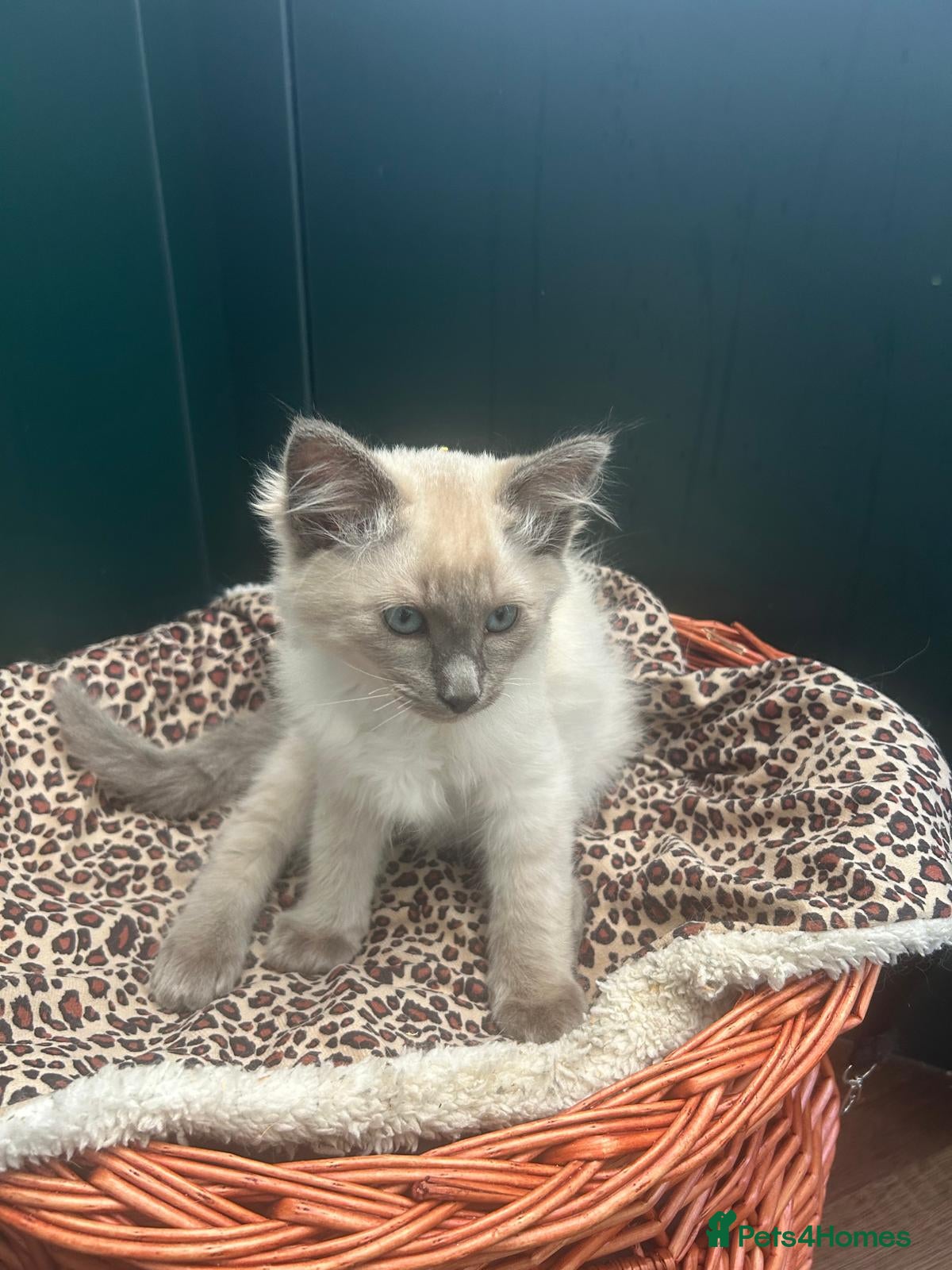 Siamese cats Siamese kittens traditional  ready now £450 - Advert 1