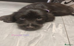 Mixed Breed dogs for sale: Sprockerpoo - Image 12