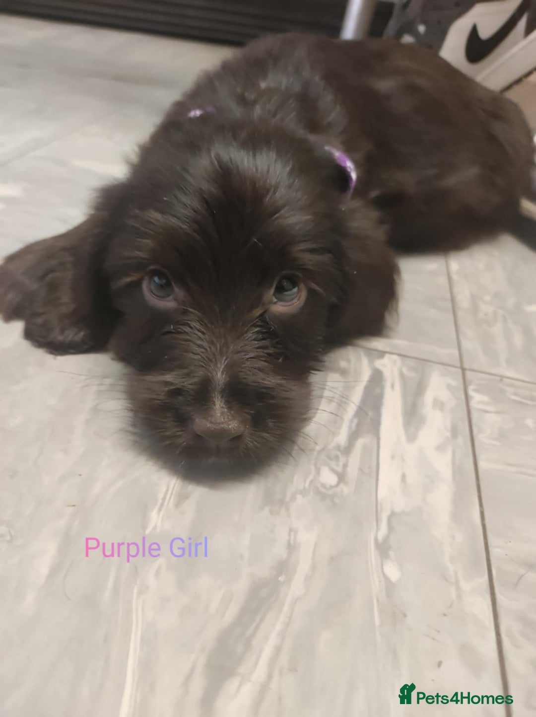 Mixed Breed dogs for sale: Sprockerpoo - Image 12