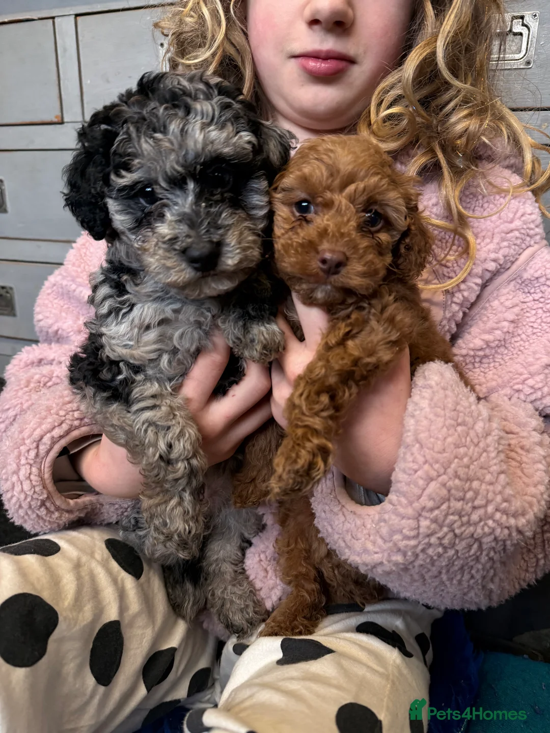 Cockapoo dogs for sale: Beautiful Cockerpoo puppies  in Newton Abbot - Advert 14