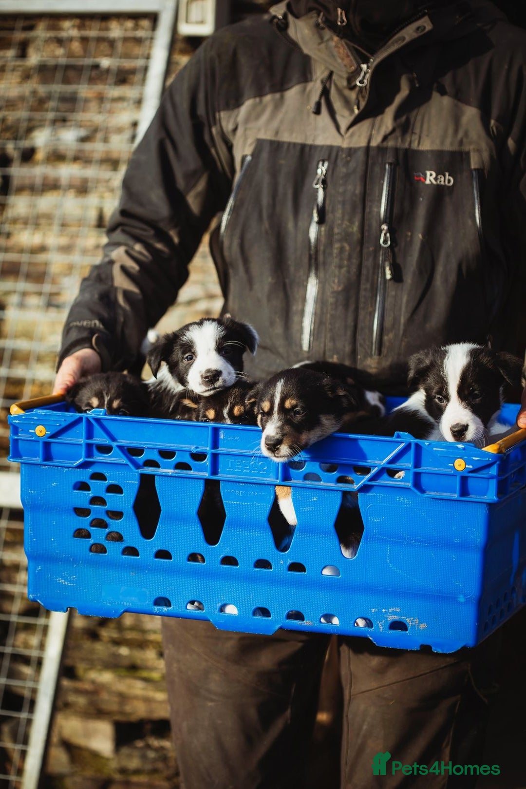 Border Collie dogs for sale: Welsh Collie puppies - Advert 10