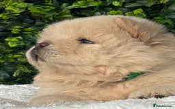 Chow Chow dogs for sale: 🧸🧸Beautiful litter of chow chow puppies🧸🧸 - Image 10