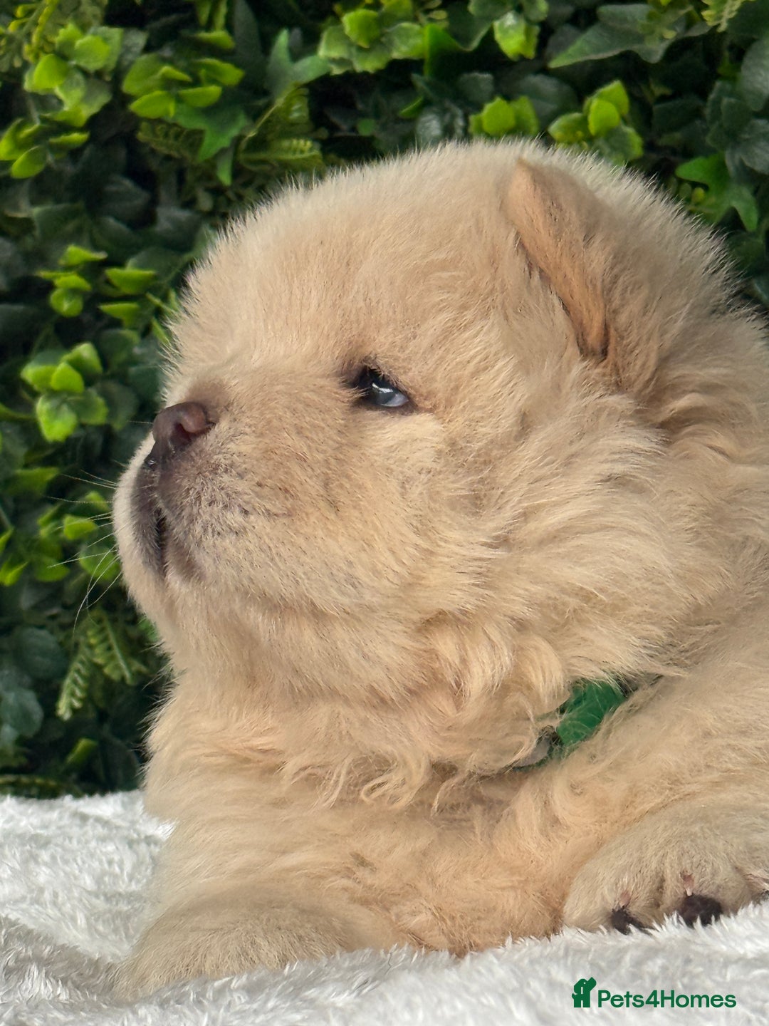 Chow Chow dogs for sale: 🧸🧸Beautiful litter of chow chow puppies🧸🧸 - Image 10