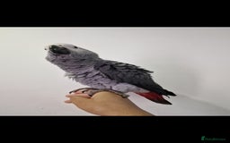 Budgerigars birds for sale: Baby African Grey Full Set Up! - Image 4