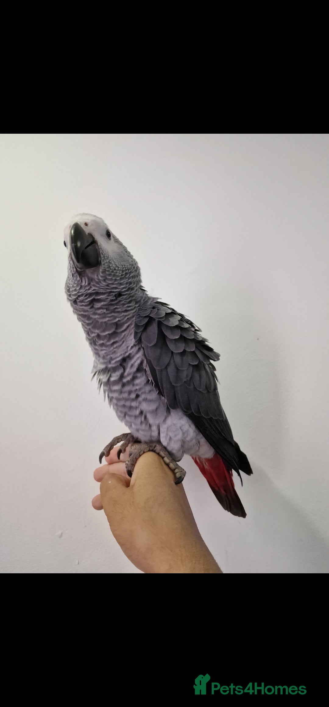 Budgerigars birds for sale: Baby African Grey Full Set Up! - Image 4