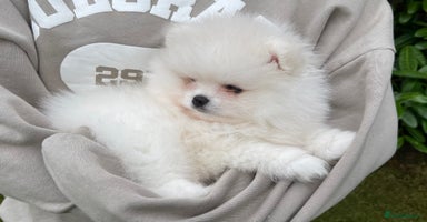 Pomeranian dogs - Advert 5