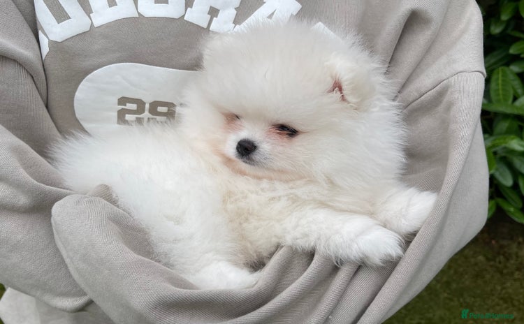 Pomeranian dogs - Advert 4
