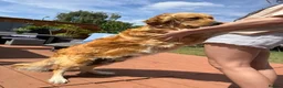 Golden Retriever dogs for sale: LARGE SIZE PURE GOLDEN RETRIEVER PUPPIES!!! - Advert 15
