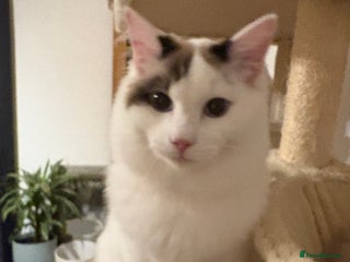 Ragdoll cats Amazing Ragdoll Brothers. - Advert 1