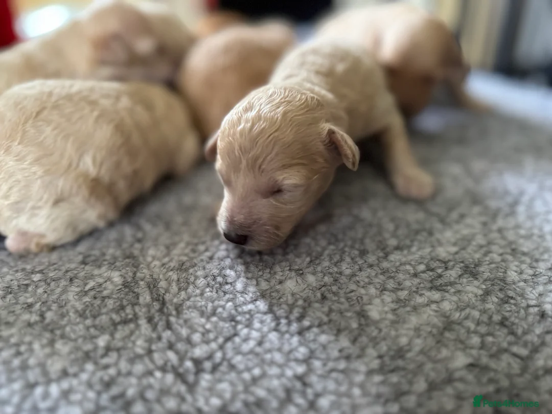 Miniature Poodle dogs for sale: Pedigree KC registered miniature poodle  - Advert 2