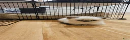 British Shorthair cats for sale: 🐱British Shorthair x Scottish Fold Kittens 👑✨️ - Advert 15