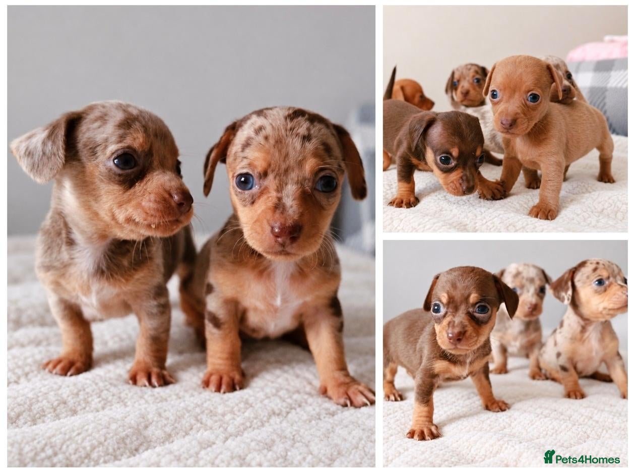 Chihuahua dogs Chiweenies *Stunning Tiny*  – Cosmo × Jimmy Choo - Advert 1