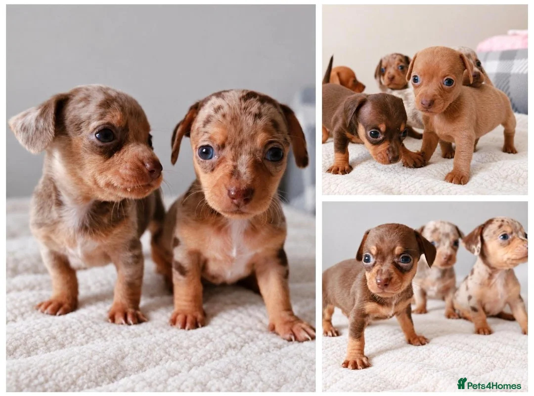 Chihuahua dogs for sale: Chiweenies *Stunning Tiny*  – Cosmo × Jimmy Choo - Advert 1