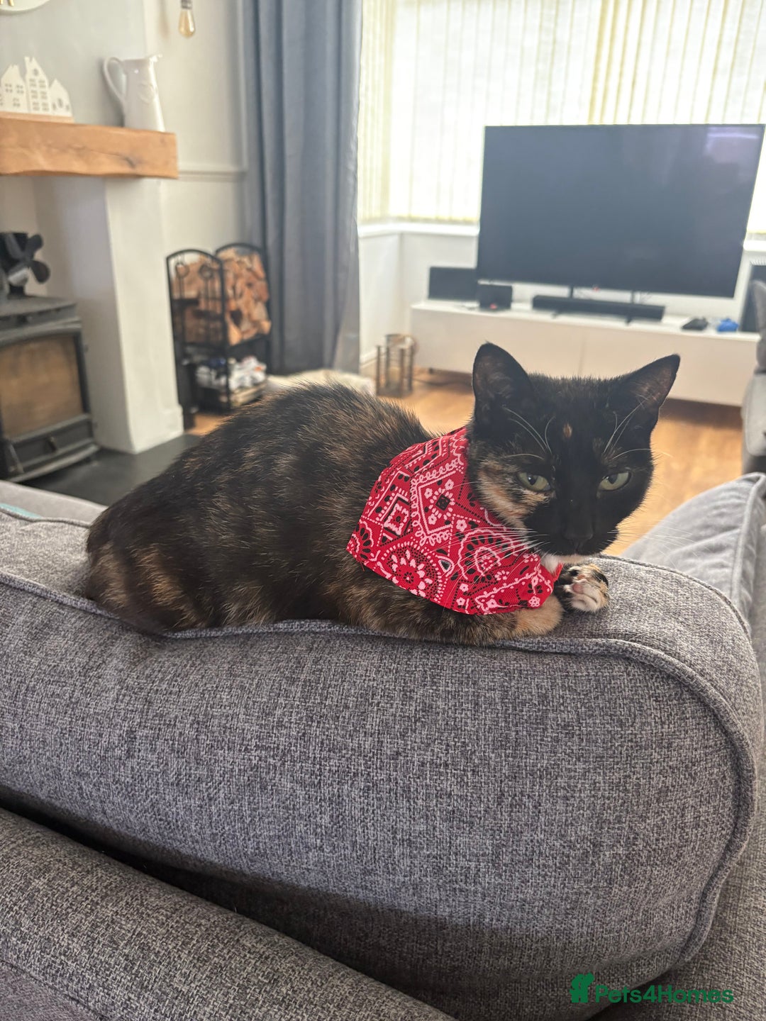 Mixed Breed cats for sale: Loving cats needs a new home - Advert 7